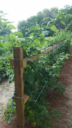 an image of a fence that is in the middle of a field with plants growing on it