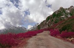 a dirt road in the middle of mountains with pink flowers on both sides and white clouds overhead