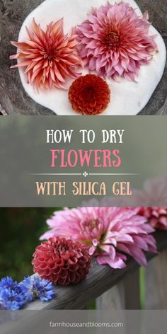 how to dry flowers with silica gel and other things you can use in your garden