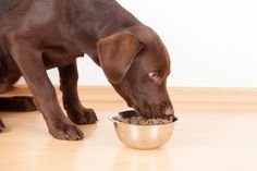 a brown dog eating out of a silver bowl