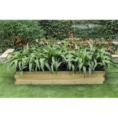 Suitableforflowers,plants,vegetables,herbsandmore,thisattractiveanddurableraisedgardenbedhas9inchhighsidescreatingabedforreadyforplanting.Thebeautifulallwoodconstructionisweatherresistant,andhasanaturalwoodfinish.Theraisedgardenbedis59.1incheswideand27.6inchesindepth,andiseasytoassemble.Hardwareforassemblingthewoodplantbedisincluded.FeaturesAllwoodconstructionraisedgardenbedWeatherresistantForoutdooruse< Plant Bed, Wood Raised Garden Bed, Plants Vegetables, Wooden Planters, Garden In The Woods, Garden Boxes, Garden Bed, Natural Wood Finish, Bedding Plants