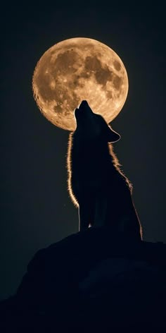 the wolf is looking up at the full moon