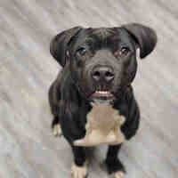 a black dog with a bone in its mouth