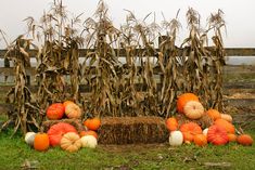 pumpkins and gourds are arranged in front of an old hay bale