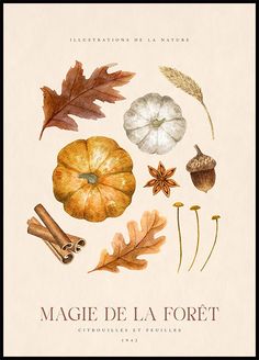 a book cover with different types of leaves and other things on the front, including an acorn