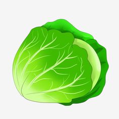 a green leafy vegetable on a white background