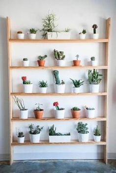 a shelf filled with lots of potted plants on top of wooden shelves next to a wall