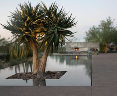 a large cactus tree sitting next to a pool in the middle of a park at dusk