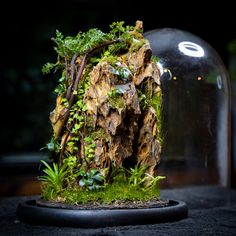 an aquarium with moss, rocks and other plants in the bottom half is shown on a black surface