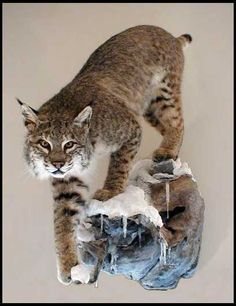 a cat standing on top of a rock