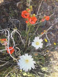 some red and white flowers are growing in the dirt near rocks on a sunny day