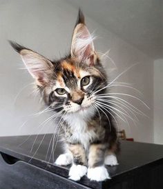 a small kitten sitting on top of a black table next to a white and brown wall