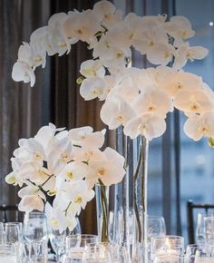 white orchids are arranged in tall clear vases on a table with wine glasses