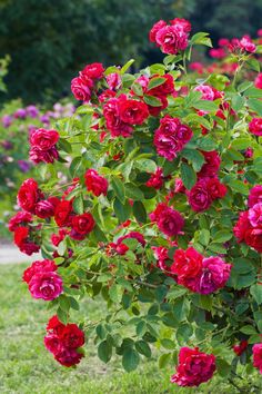 31 Secrets on Growing Roses in 2024 | Montana Happy Garden Tattoo Design, Rose Garden Tattoo, Rose Bush Care, Rose Gardening, Garden Tattoos, Tree Id, Garden Tattoo, Flowering Bushes, Best Perennials