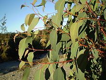 the branches of an eucalyptus tree in front of a dirt road