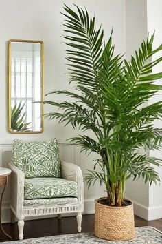 a living room with a chair, mirror and palm tree