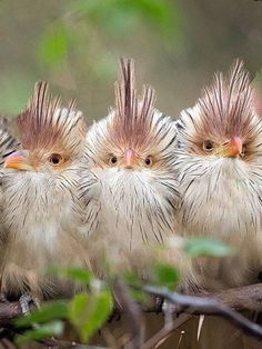 three little birds sitting on top of a tree branch in the forest with their heads turned to look like they are looking at something