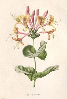 Honeysuckle Tattoo, Honeysuckle Plant, Botanical Book, Honeysuckle Flower, Botanical Drawing, Flower Art Print, History Research