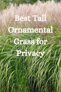 Tall Ornamental Grass for Privacy Grasses Along Fence Line, Tall Landscape Plants, Ornamental Grass Privacy Hedge, Ornamental Grass Privacy, Maiden Grass Landscaping Front Yard, Drought Tolerant Privacy Plants, Large Ornamental Grasses, Grass Privacy Screen, Tall Grasses Landscaping