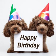 two poodles wearing party hats hold a sign that says happy birthday