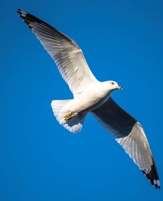 a seagull flying in the blue sky with its wings spread