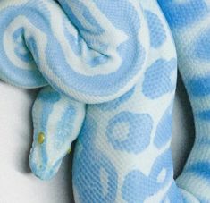 a blue and white stuffed snake with a butterfly on it's back, against a white background