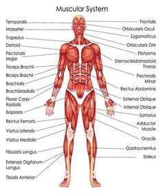 the muscles and their major skeletal systems are labeled in this diagram stock photo - 5497