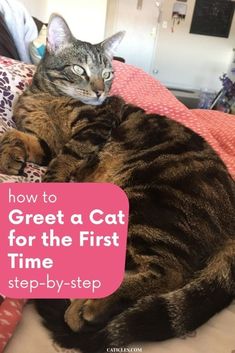 a cat laying on top of a bed with the caption how to greet a cat for the first time step - by - step