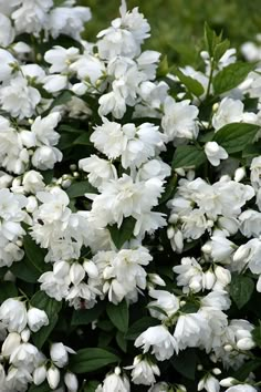 white flowers with green leaves in the background