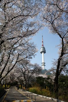 the sky tower is in the background as people walk down the street under cherry blossom trees