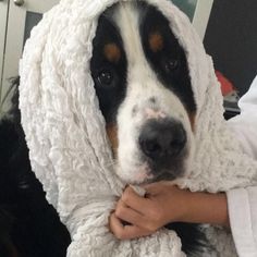 a black and white dog wrapped in a blanket with its head resting on someone's arm