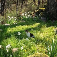 a black and white cat sitting in the middle of a forest filled with lots of flowers