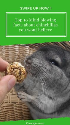 a person feeding a rodent with a nut in their hand and the caption says, top 10 mind blowing fact about chinellas you won't believe