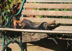 a small dog laying on top of a wooden bench next to a green park bench