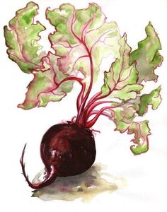 a painting of lettuce and radishes in watercolor on white paper