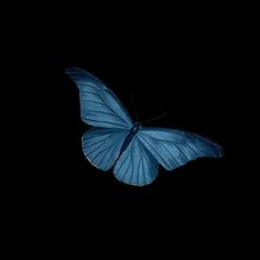 a blue butterfly flying in the dark