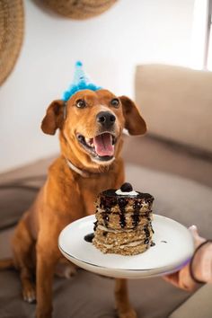 a dog is holding a plate with a piece of cake on it and wearing a party hat