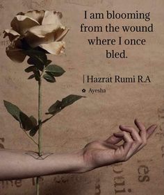 a person's hand holding a rose with the words, i am blooming from the wound where i once bleed