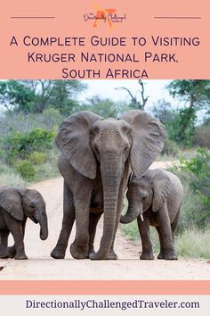 Plan the perfect safari with our complete guide to Kruger National Park. From top attractions to essential tips, find everything you need for an unforgettable adventure. Elephant Facts, Park Entrance, Visit Africa, Africa Destinations, Africa Do Sul, Kruger National Park