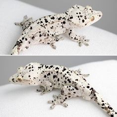 two pictures of a spotted gecko on a white surface