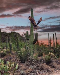 an eagle flying over a cactus in the desert at dusk with a full moon behind it