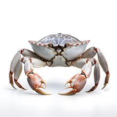 a white crab with orange legs and claws on it's back against a white background