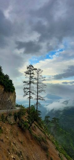 a lone tree on the side of a hill with clouds in the background and some trees growing out of it