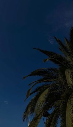 an airplane is flying in the sky with palm trees