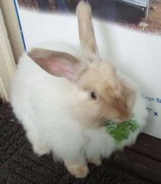 a white rabbit eating some green leafy greens