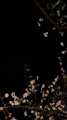 a tree with lots of white flowers on it at night time, in front of a black background