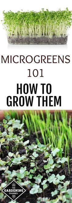 microgreens 1011 how to grow them by dr martin's garden supplies