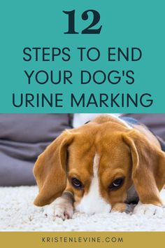 a brown and white dog laying on the floor with text overlay that reads 12 steps to end your dog's urine marking