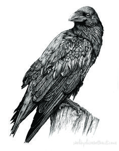 a drawing of a bird sitting on top of a tree stump in black and white