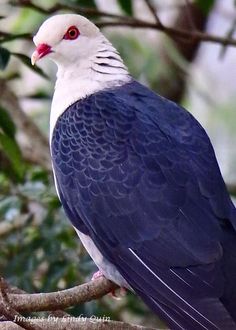 a white and blue bird sitting on top of a tree branch